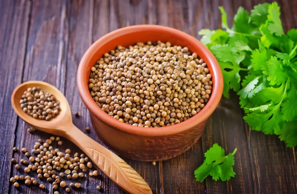 Coriander Seeds — Siaan Agro International
